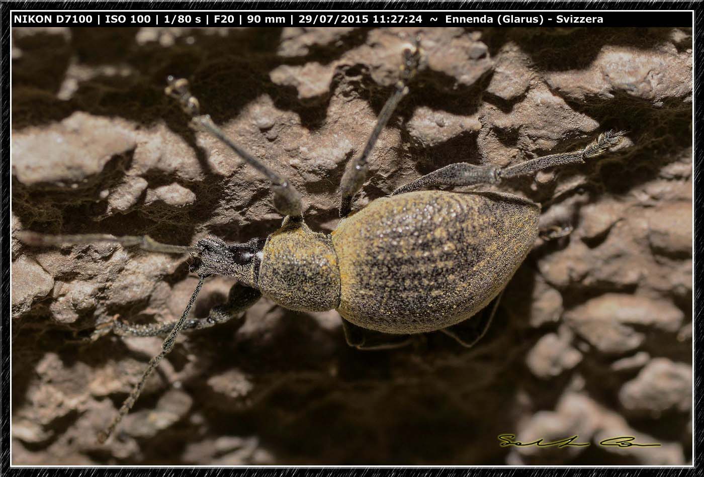 Curculionidae dalla Svizzera 4 - Otiorhynchus salicicola